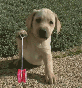 le chien